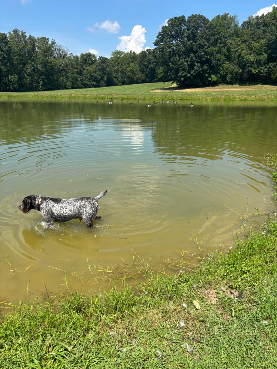 Mr. Wiggins about to take a summer swim with his friends, the Geese 🪿