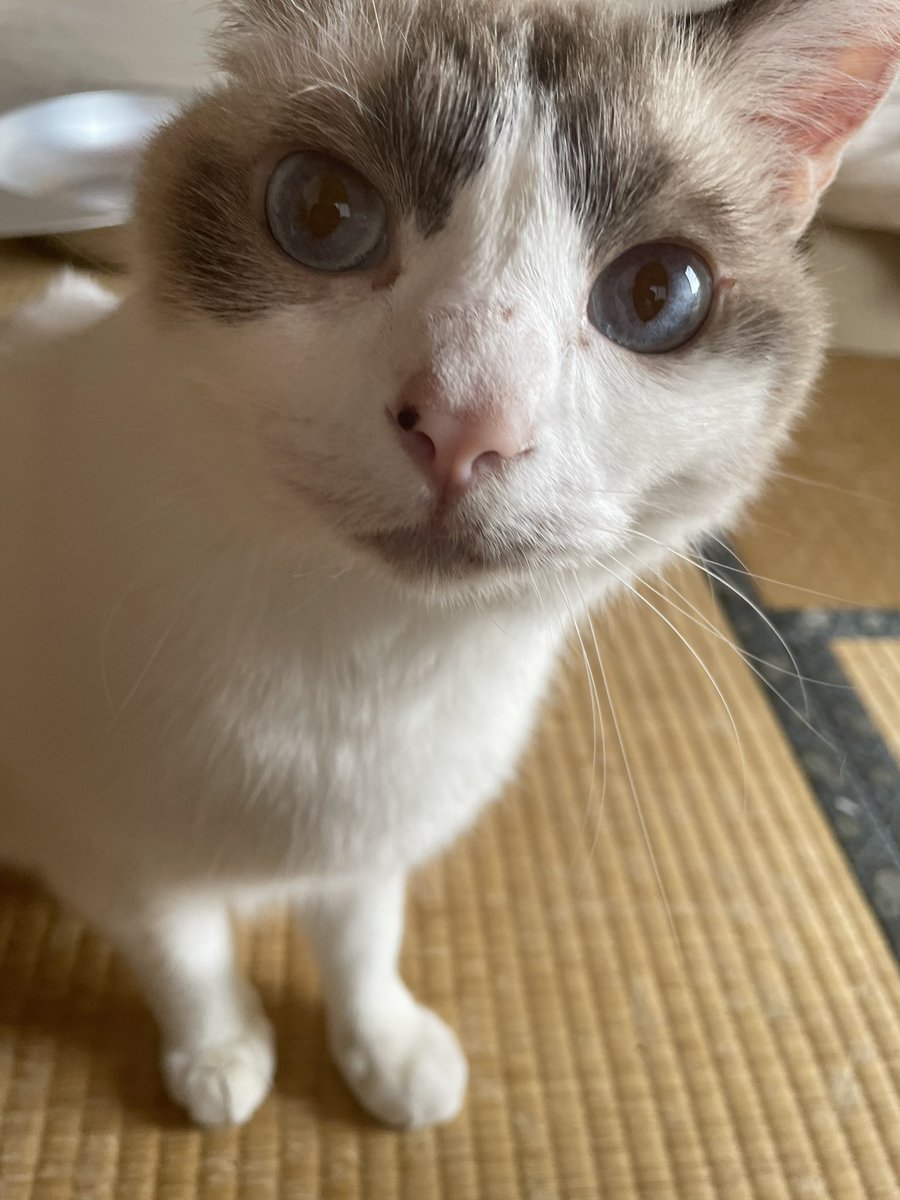 そんなおかおしてもだめです。
棚経のお坊さんがお経あげている最中にお膝にのってねむったり、袈裟にじゃれてあそんだことは許しません