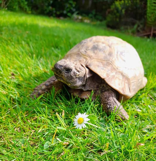 AlbertTortoise's tweet image. Despite appearances, we need some #rain. This is #ALBERTthetortoise reporting the #dry and warm spell continues. Patrol, feed - and got #Festive. Yes, supervised a #photoshoot for our first #Christmas #picturebook. Hope the #weekend is being kind #TakeCare AlbertTortoise.com