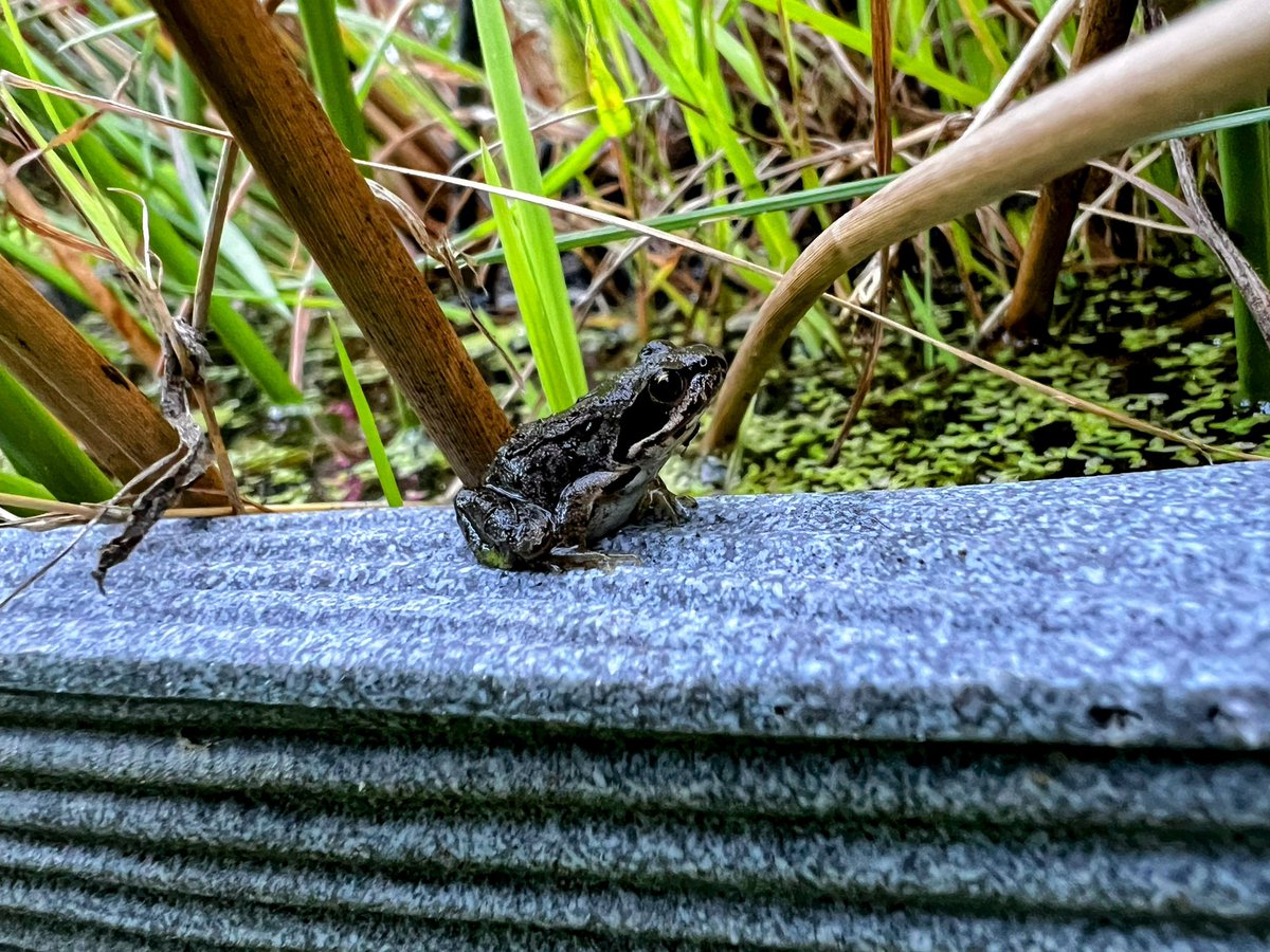 Hello little friend #frog