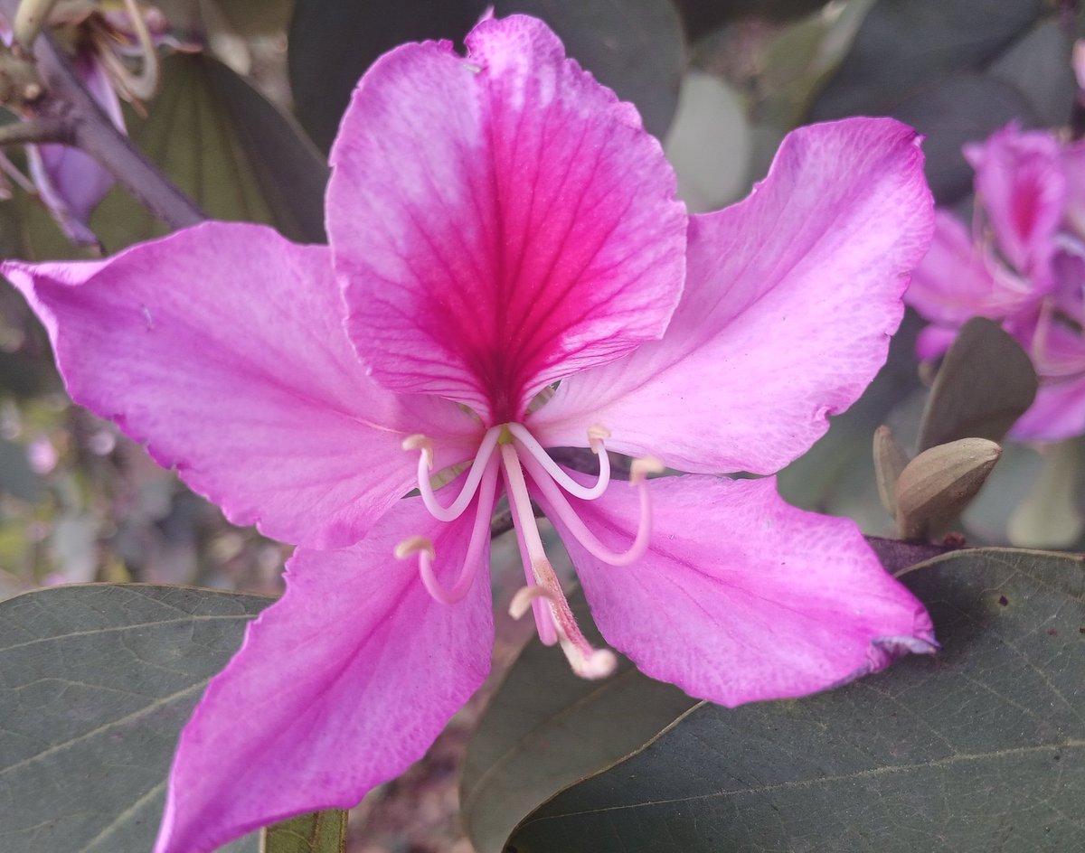Acho tão lindas as flores da pata-de-vaca.