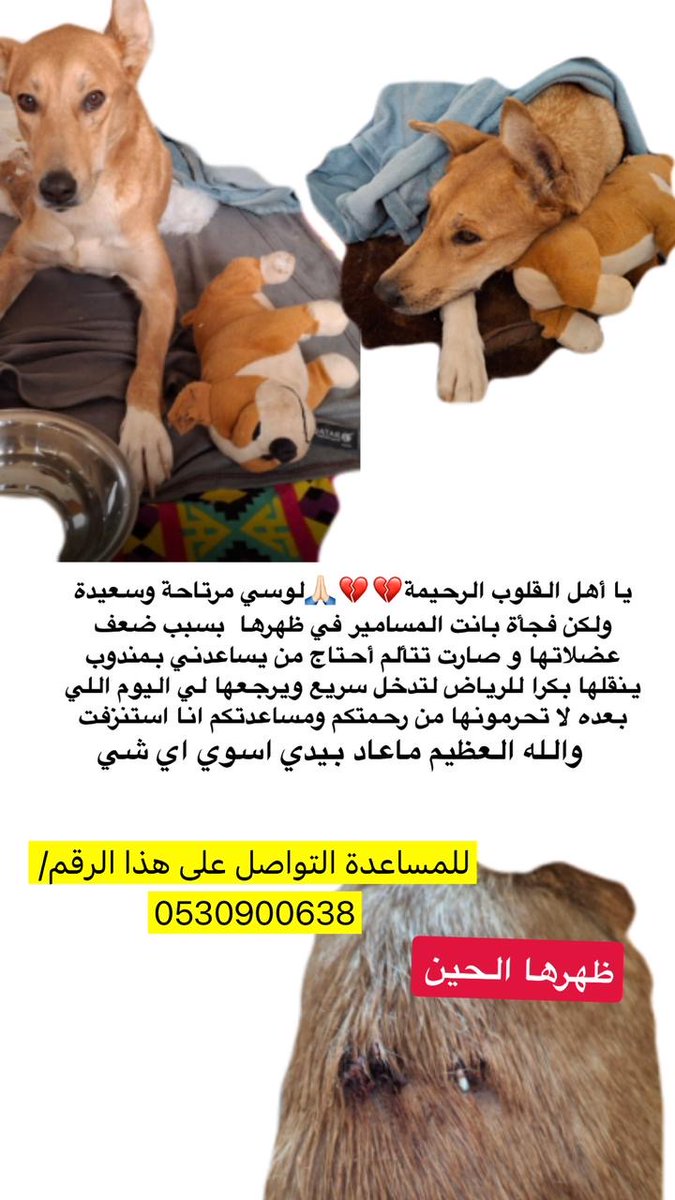 <a href="/Kngl0/">الملك ليو</a>

<a href="/komo998/">kyojin حمد بن ناصر</a>

<a href="/soundsoul369/">هيلة الروقي</a>

<a href="/smaljohani/">سعيد ابو نوره</a>

<a href="/f_forx/">𝘍𝘢𝘳𝘩𝘢𝘯 🐱</a>

<a href="/monahaddadi2/">Monaliza again Haddadi</a>

<a href="/Hneen_neen/">🐾H@neen🐾</a>

<a href="/LailaAbdul17/">Lale🔗</a>

<a href="/AhlamRefae46875/">🌺 Ahlam AL Refae</a>

<a href="/Rahmah_ksa/">جمعية رحمة للرفق بالحيوان</a>