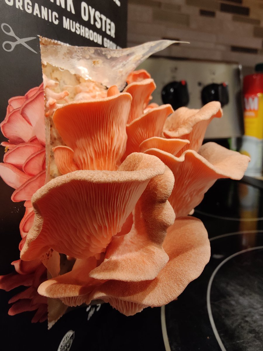 These almost look good enough to base a cult on.