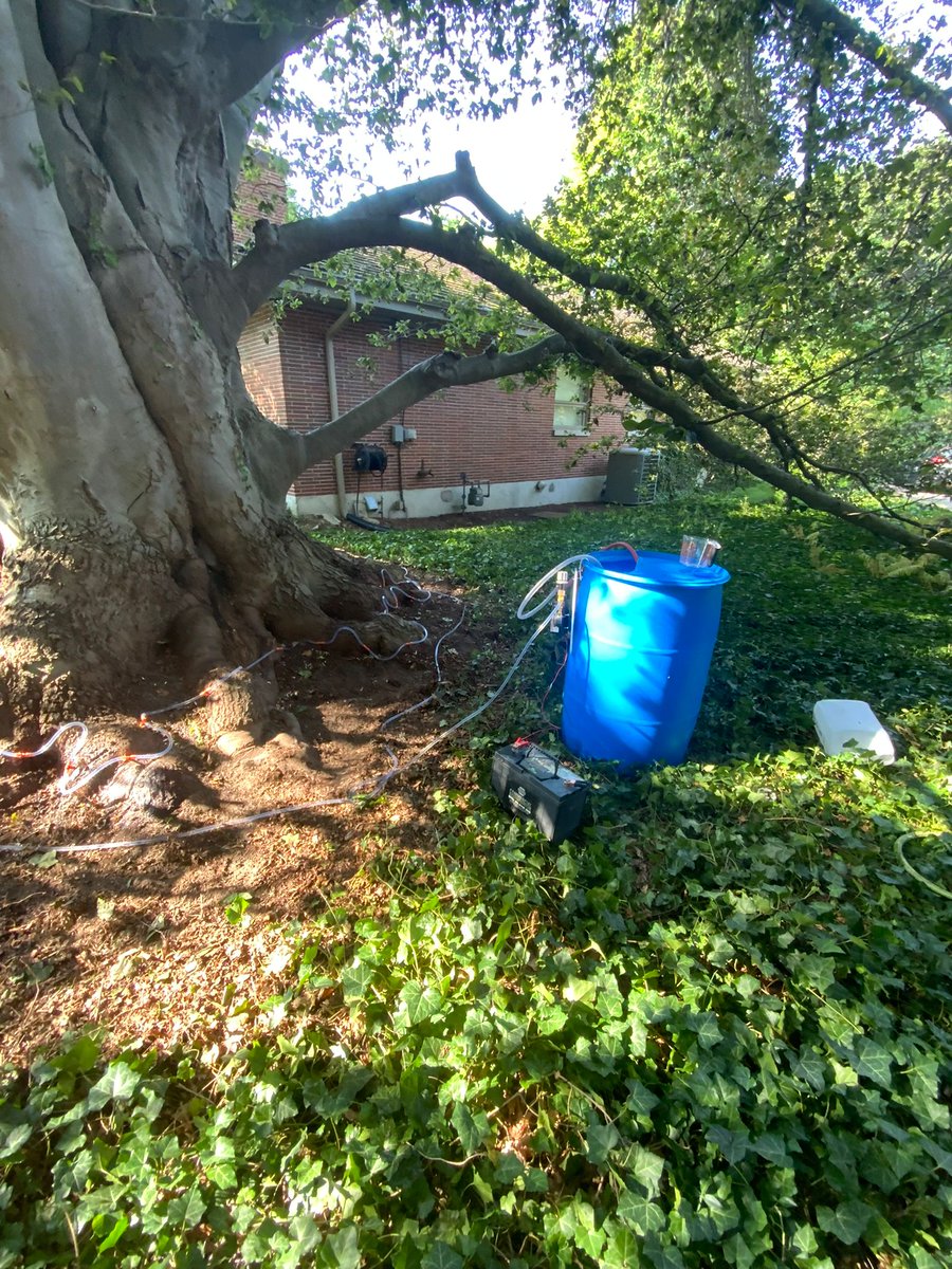 CLCTREESERVICES's tweet image. Did you know that beech leaf disease has several options for treatment to slow the progress of the disease. Consult with a certified #arborist to discuss treatment options. 
#planthealthcare #trees