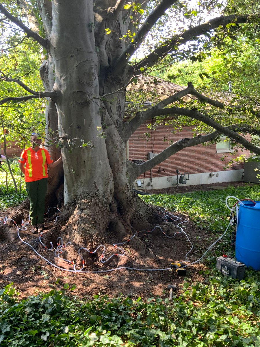 CLCTREESERVICES's tweet image. Did you know that beech leaf disease has several options for treatment to slow the progress of the disease. Consult with a certified #arborist to discuss treatment options. 
#planthealthcare #trees