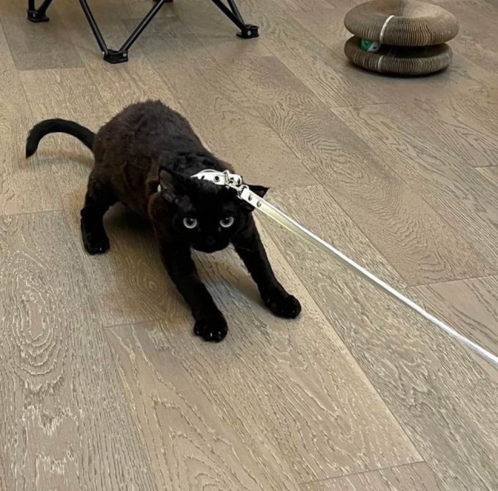 ichorpour's tweet image. ⠀⠀
⠀⠀