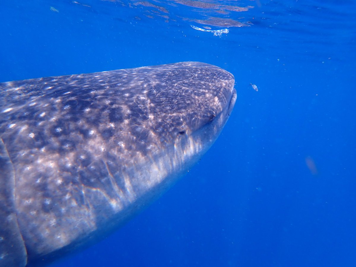 Rob Rackliffe (@robrackliffe) on Twitter photo Pics of swimming alongside WHALE SHARKS this morning off Mexican coast… an incredible experience and something I’ve wanted to do for many years ✅! Seeing these giants glide past you only a few feet away is unique experience. With <a href="/a1virginia/">Virginia Fairchild</a> Pics of swimming alongside WHALE SHARKS this morning off Mexican coast… an incredible experience and something I’ve wanted to do for many years ✅! Seeing these giants glide past you only a few feet away is unique experience. With <a href="/a1virginia/">Virginia Fairchild</a>