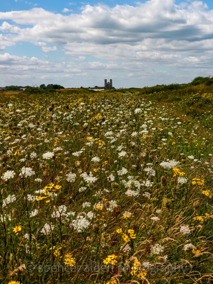 Wildflowers at reculver