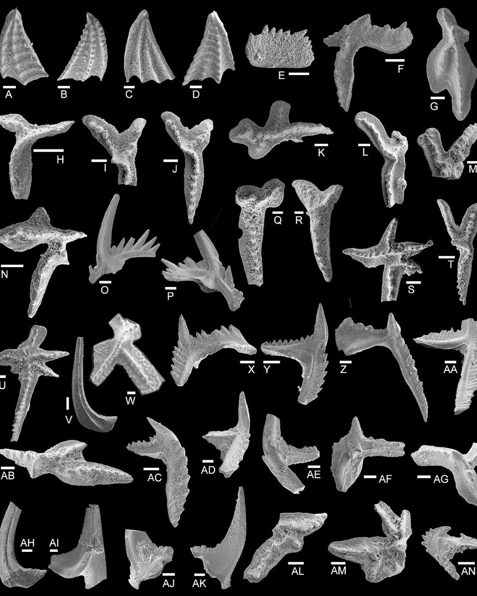 geosociety's tweet image. How do you link 450-million-year-old rocks across continents?

A new #GSABulletin study uses conodont biostratigraphy &amp;amp; carbon isotopes to trace Ordovician limestone from Sweden to China &amp;amp; North America—revealing key time gaps.

Read more: geosociety.co/455r7Sb
#GSAPubs