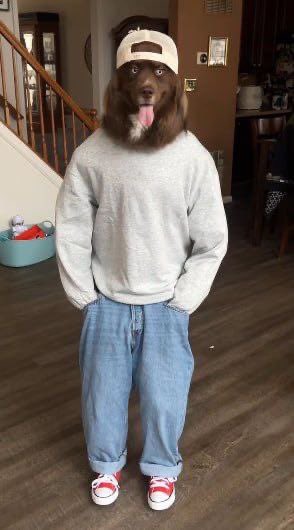 $KOVU

Viral Red Siberian Husky

Over 1.5M followers across socials, >200M views on top 3 videos and 66.5M likes on TikTok 

Owner onboarded by CTO team and committed to support the project 

Real Chill Dog, with an outfit for every occasion 

<a href="/pumpdotfun/">pump.fun</a> needs a dog runner and