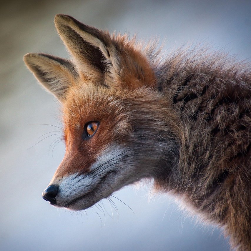 Ban Blood Sports tweet media