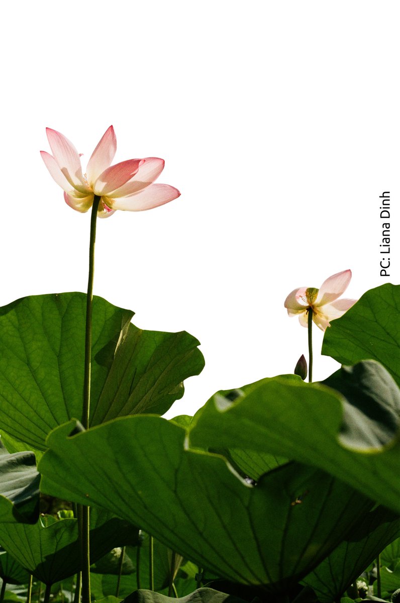 Congratulations to our July Photo Contest Winner, Liana Dinh! This photo captures the late-summer stage of the sacred lotus life cycle: the flowers losing their petals. Be sure to plan your visit to #KenilworthAquaticGardens soon!