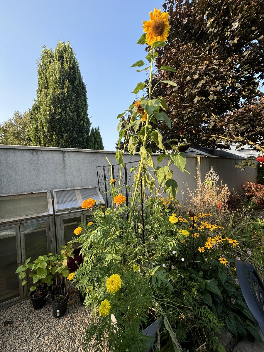 She’s reaching for the stars #garden