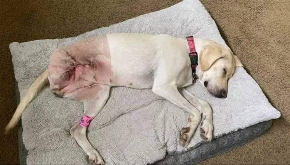 Beyond_theleash's tweet photo. God bless this beautiful dog,and the people who love and care enough to give a meaningful loving home.🙏 https://t.co/8dvIjvU7LF