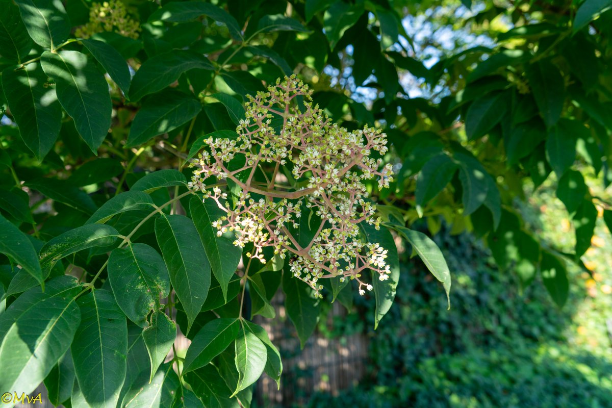MaartenvanAtten's tweet photo. #Bomen, #sortiment. #Tetradium moeilijk? In deze wijk van de ca. 10 aangeplante boompjes nog één die het goed deed. De rest was brandhout. Waarschijnlijk groeide die een op een hoekje waar de grond niet verdicht was tijdens de aanleg. https://t.co/JjmtLFlzLZ