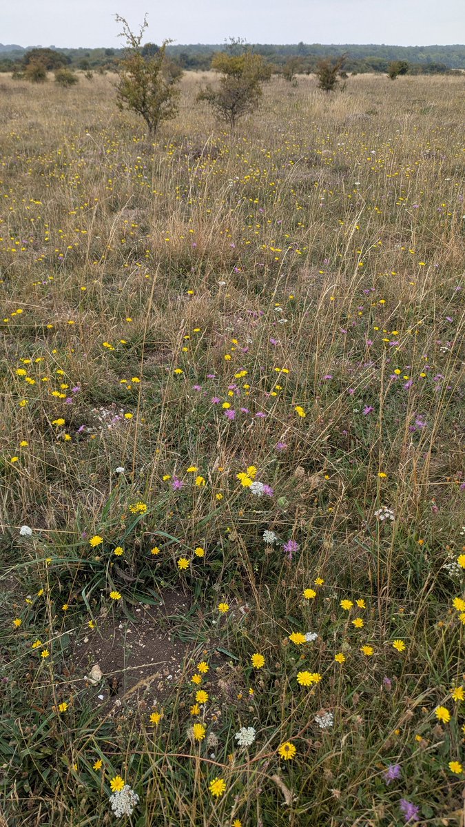Excellent couple of days on Martin Down, 5 Clouded Yellow, 250 Chalkhill Blue, 10 Adonis Blue, Himmingbird Hawkmoth, Moss Carder Bee, Tree Pipit, Yellow Wagtail, Whinchat, 10 Redstarts, Corn Bunting, 15 Yellowhammer, Autumn Gentian, Bastard-toadflax, Frog Orchid <a href="/naturetrektours/">Naturetrek</a>