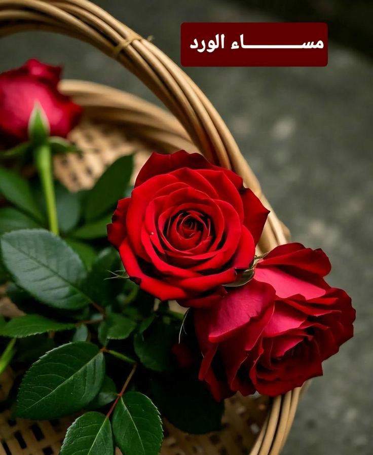 ayman ahmead tweet media