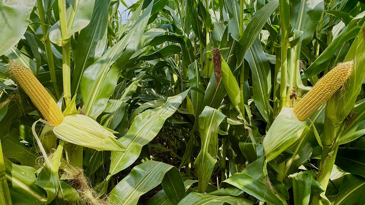 wardynmi's tweet image. P12517V and P12393V two high top-end yielders.  Custer county Nebraska. @PioneerSeeds