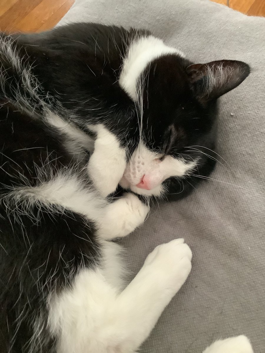 <a href="/JamaisMaurice/">Jamais sans Maurice</a> 
Coco #FelinFriday