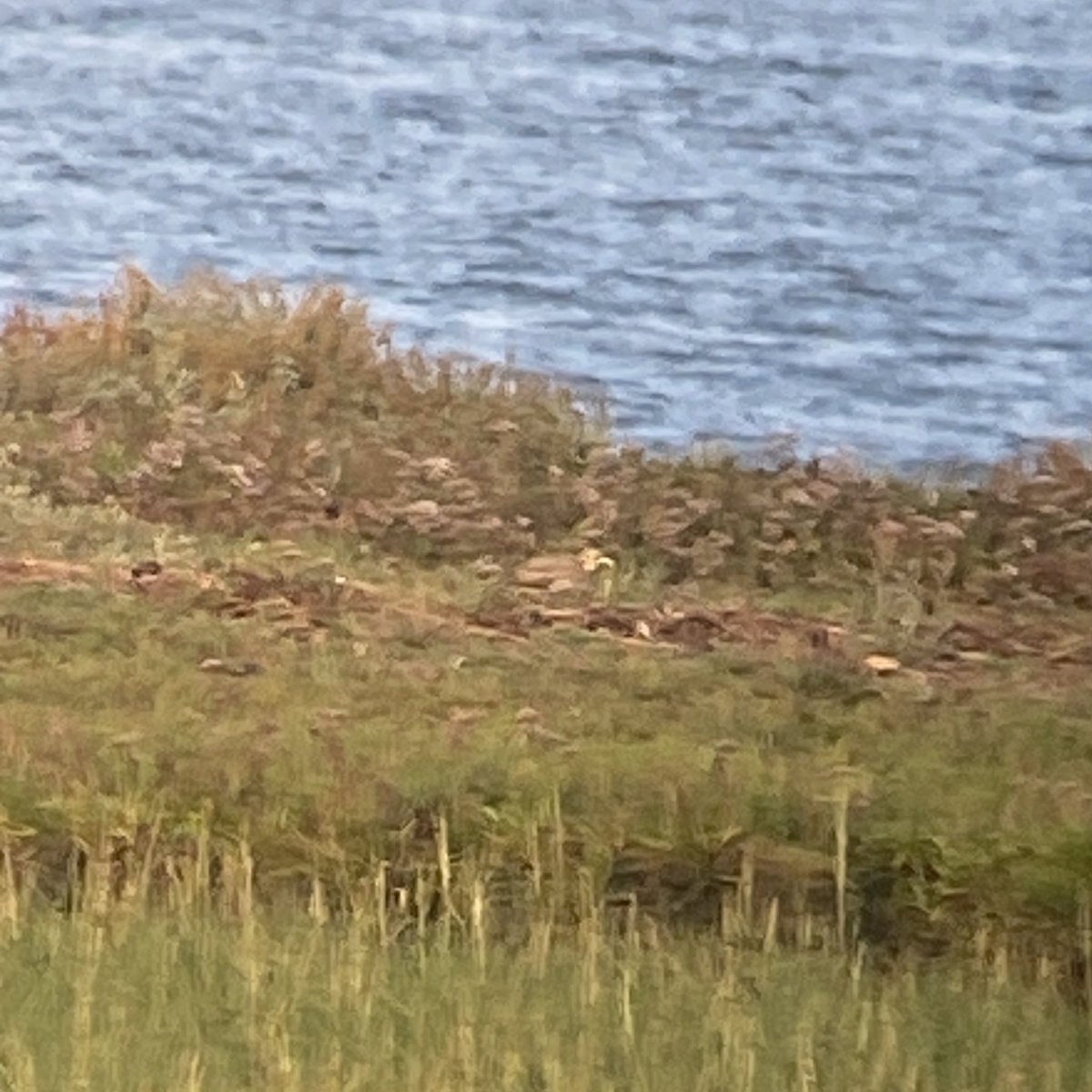 Ravi (@northkentbirder) on Twitter photo Excellent day on patch. Walked past Higham Bight and the Stone Curlew (that Frank Cackett found yesterday) flew upriver with some Whimbrels. After a couple of minutes i got it distantly on the shore a few hundred metres up. <a href="/waderquest/">Wader Quest</a> Excellent day on patch. Walked past Higham Bight and the Stone Curlew (that Frank Cackett found yesterday) flew upriver with some Whimbrels. After a couple of minutes i got it distantly on the shore a few hundred metres up. <a href="/waderquest/">Wader Quest</a>