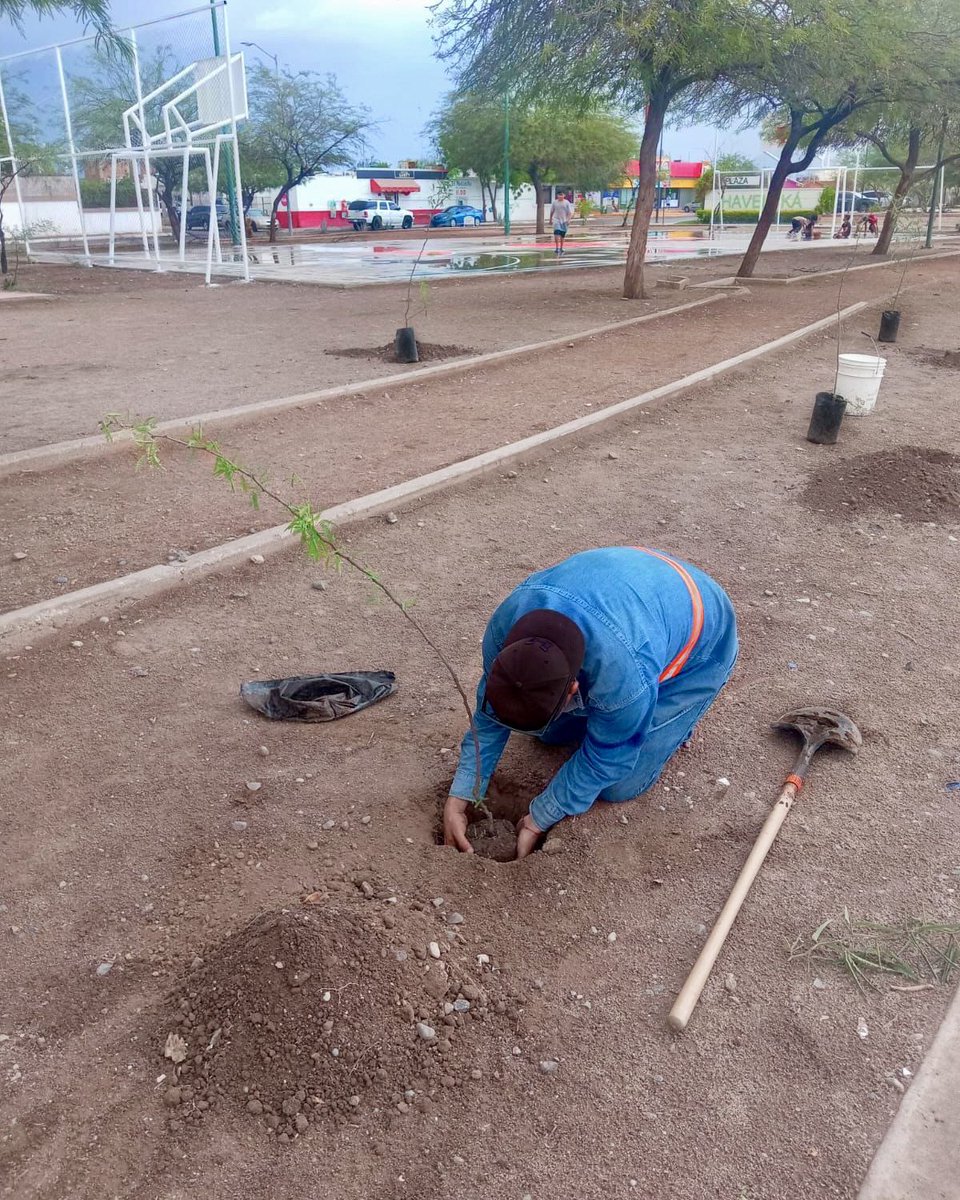 servpublicoshmo's tweet photo. Reforestación y rehabilitación del parque central de la colonia Urbi Villa Campestre. 🌳🛝

¡Juntas y juntos cuidemos nuestros espacios! 🚯

#HermosilloCRECELimpio https://t.co/xs6BxKjYe9