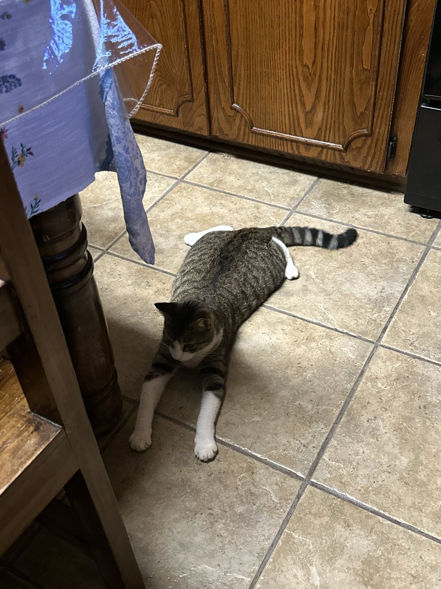 westleyx0's tweet photo. this is the result of my kitty not knowing how to loaf: https://t.co/AwyARiyM4S