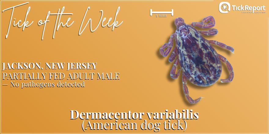 No pathogens detected in this adult, male American dog tick from Ocean County, New Jersey! However, we have previously detected Anaplasma phagocytophilum in Dermacentor ticks from the state.