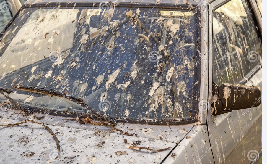 AzGums's tweet image. Do these photos include co-aces #Birdshit and #Whizzer?