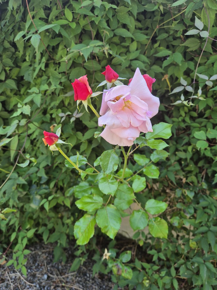 HoctorMargaret's tweet photo. Grief can hit at any stage .This was different ..I saw my late Mother in this rose surronded by her 4 daughters..it was just a very happy moment detached ..but together and she still being the centre holding us together..never far away . https://t.co/ZsVsAcYrw2
