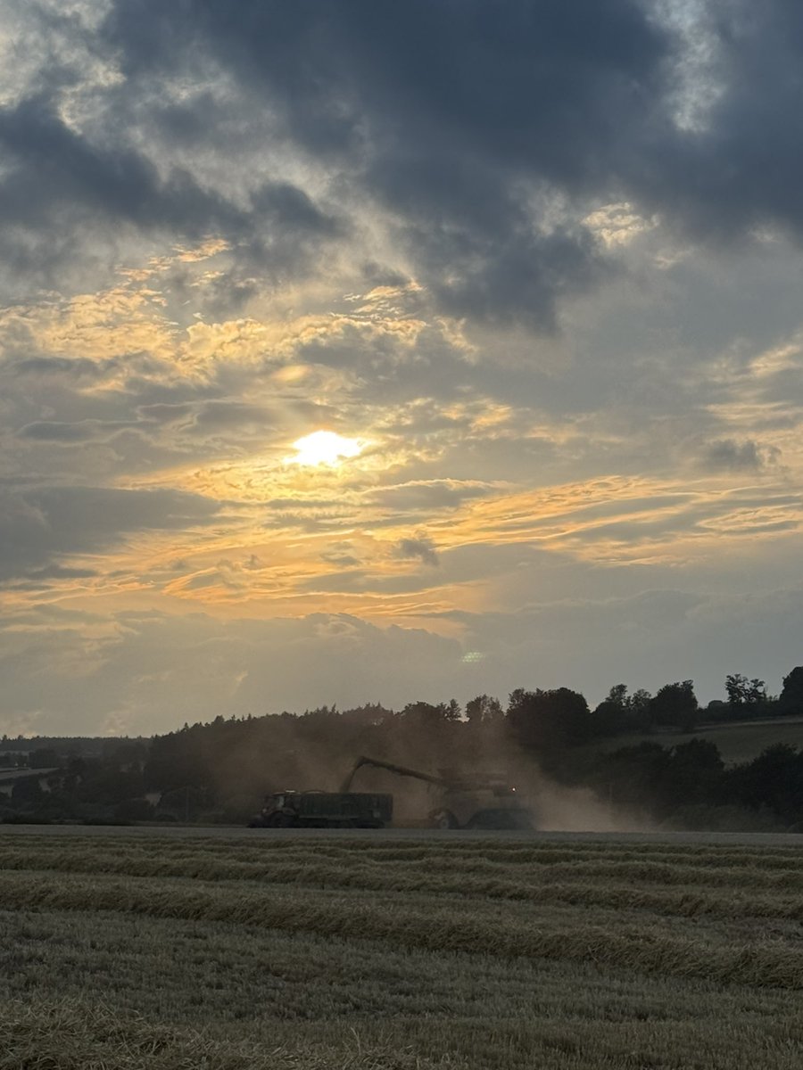 WombwellFarms's tweet photo. Combining spring barley on a glorious Perthshire evening, 45ha of spring barley and 167ha of wheat to go. Fingers crossed the weather holds. The end is in sight @dupplinestate #harvest25 #flatoutfarming https://t.co/FgCzO7ABvu