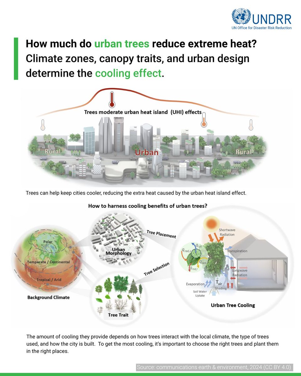 🌳 Trees can cool cities down: but not all trees, and not everywhere, equally.

A global study across 110 cities shows cooling depends on 🌡️ climate, 🏙️ urban layout &amp; 🌳 species. Some lower temperatures by 12 °C!

 👉 ow.ly/Tm1V50VAYfI #NatureBasedSolutions #BeatTheHeat