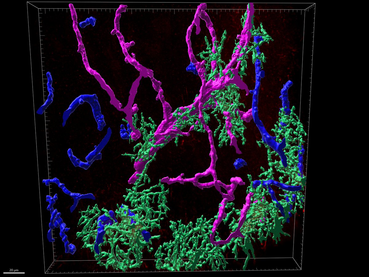Imaris 3D reconstruction of astrocytes (GFAP, green) and blood vessels (CD31, magenta and blue) in mouse cortex by grad student Iris Indig.

#FluorescenceFriday