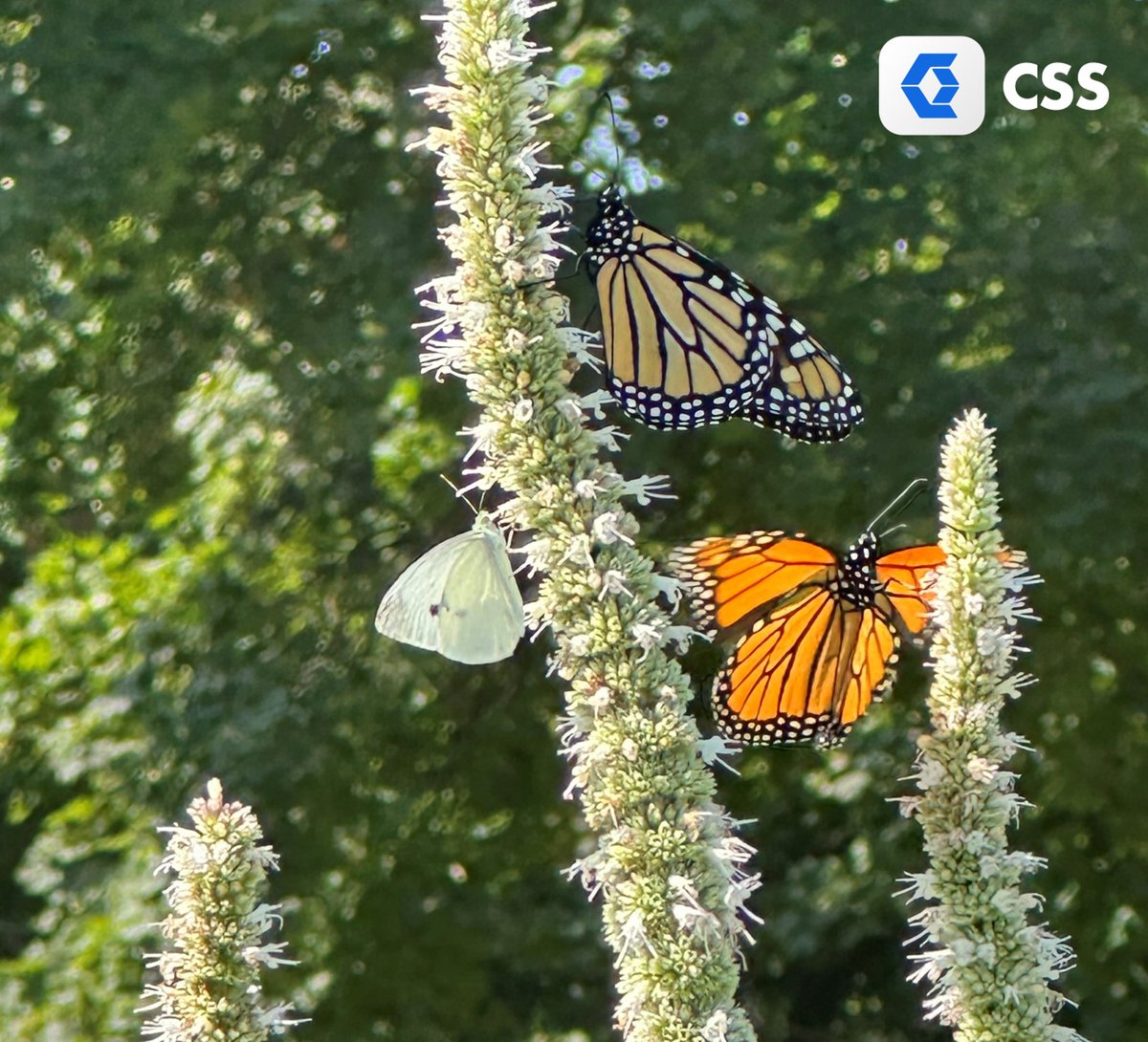 May your weekend be filled with butterflies and blooms!