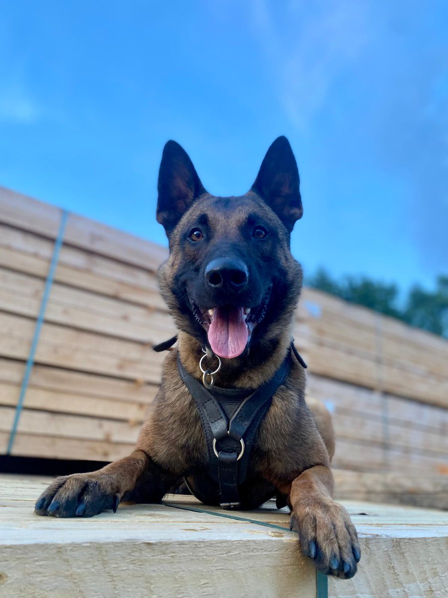 WMPDogs's tweet photo. #ARREST Offenders from disorder flee in a vehicle and are pursued. They try their luck on foot... main offender is quickly detained by PD Ray. PD Uno takes up the rest of the chase and detains 2 more. Weapons and other evidence also found and recovered. https://t.co/Fuujw73451 https://t.co/MLIbOKBxtg