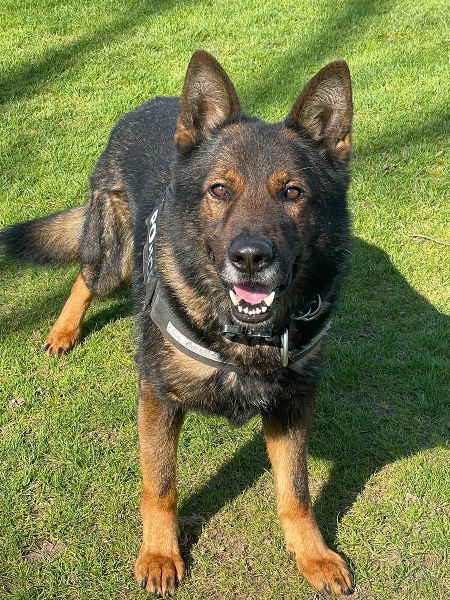 WMPDogs's tweet photo. #ARREST Offenders from disorder flee in a vehicle and are pursued. They try their luck on foot... main offender is quickly detained by PD Ray. PD Uno takes up the rest of the chase and detains 2 more. Weapons and other evidence also found and recovered. https://t.co/Fuujw73451 https://t.co/MLIbOKBxtg