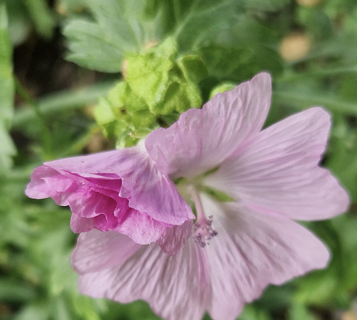 AntheaJames3's tweet photo. #GoodnightTweetHearts sweet dreams when bedtime comes #Everyone the gorgeous #MuskMallow to close #PinkFriday #FridayLove https://t.co/fXvYqtlzYh