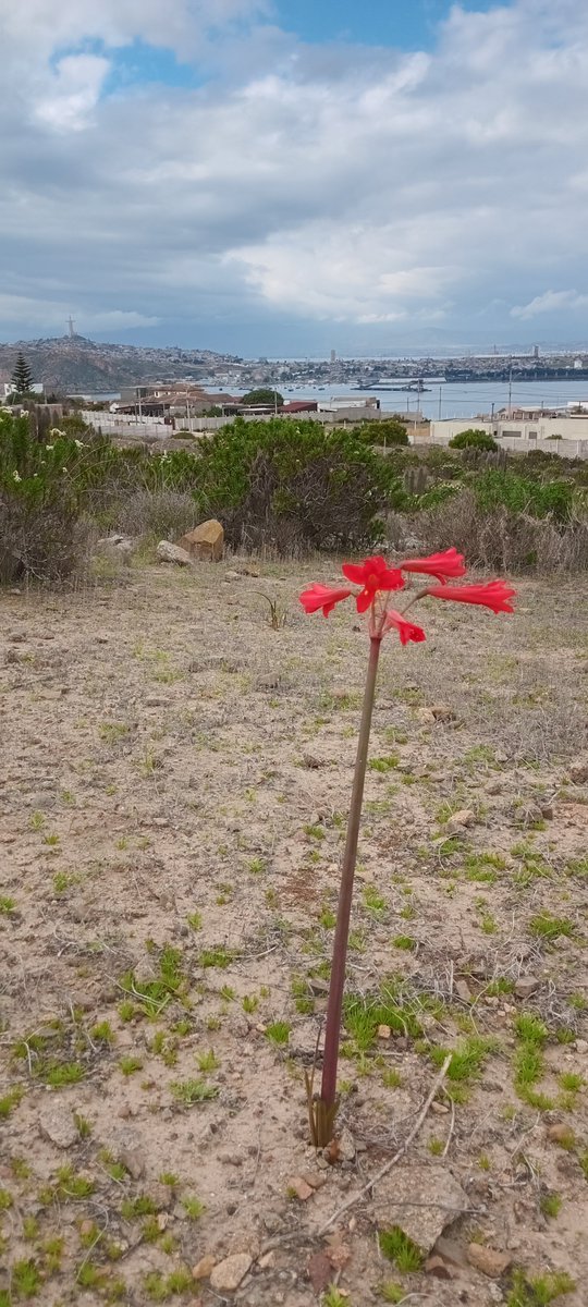pirataandres's tweet photo. Mi Coquimbo querido https://t.co/8WUzdwPTjv
