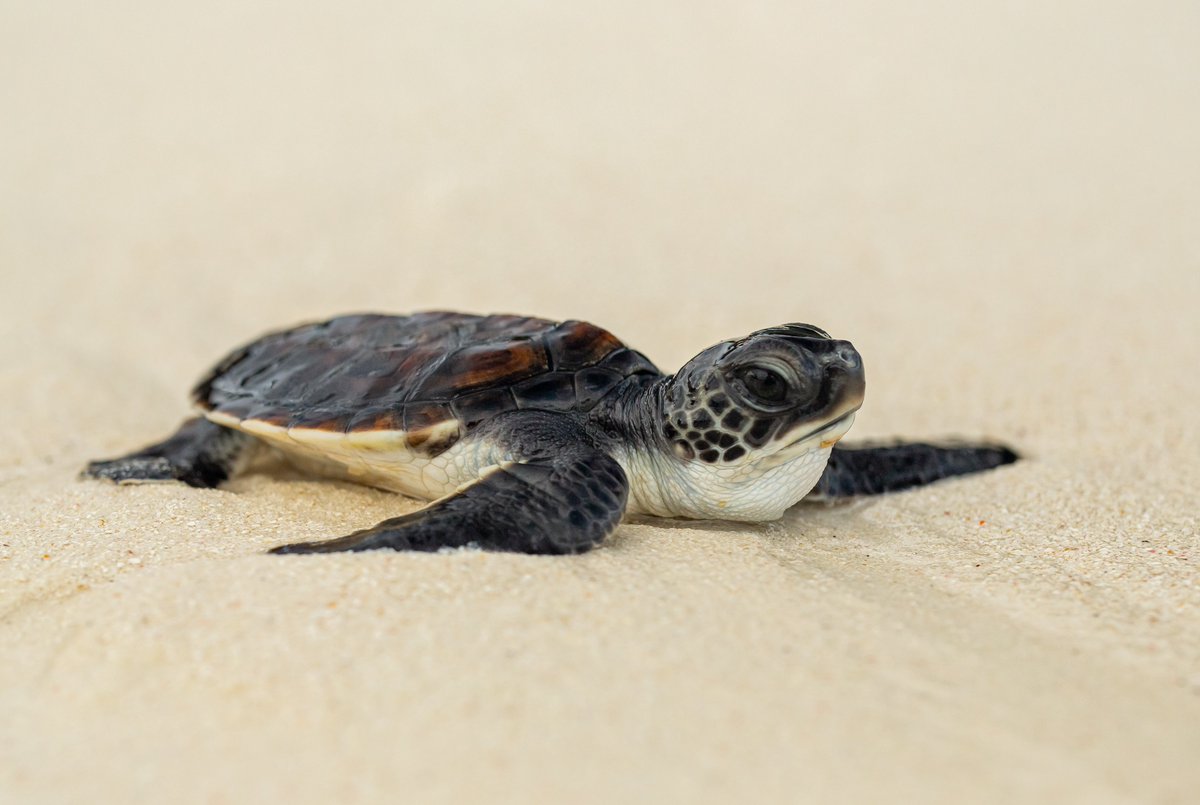 LioSpacek's tweet photo. It won't take that long, and most of the footage in the movies will be created using AI. This shot is generated from a photo of a sea turtle. https://t.co/AQghXyj42s