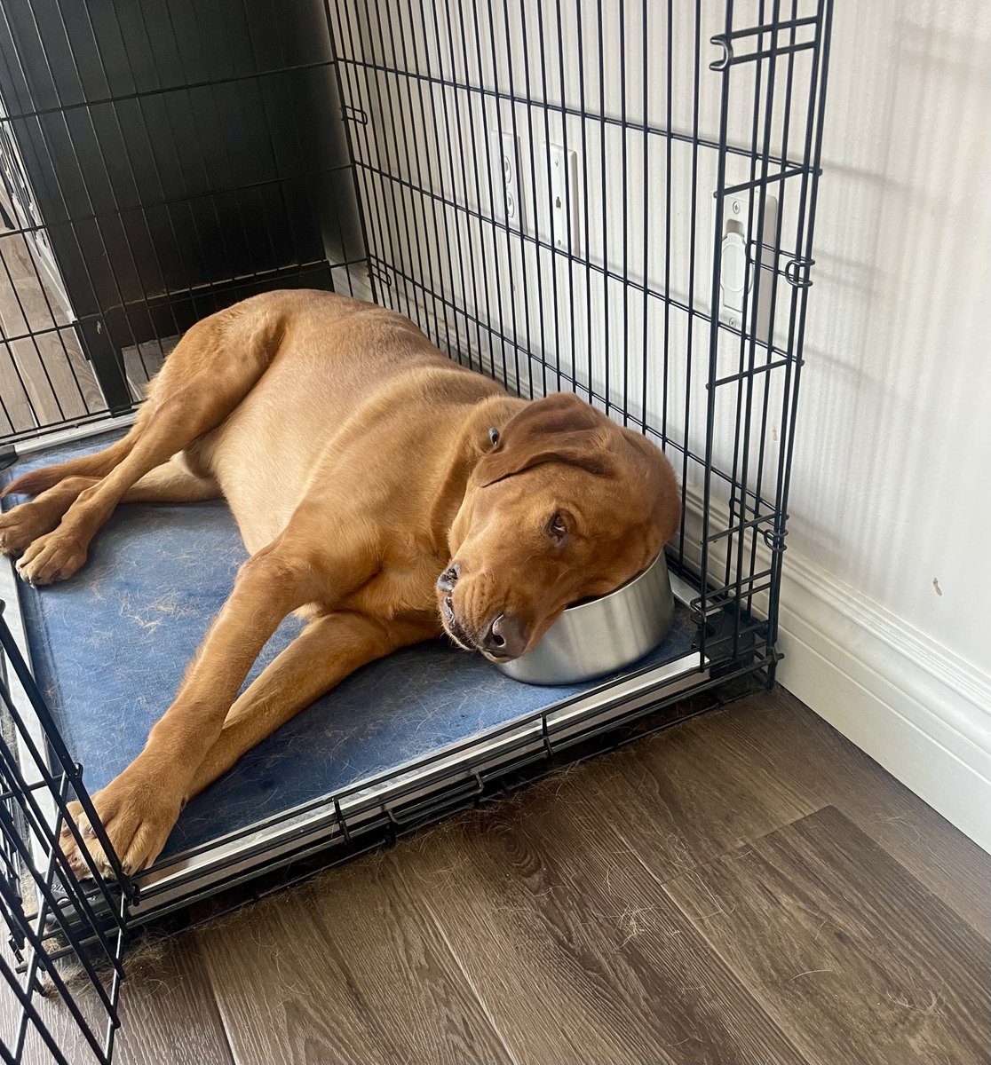 TheStrengthU's tweet photo. Anyone elseโs dog use an empty food bowl as a pillow?!
Itโs not the first time J.J. Has done this!?
Itโs usually accompanied by this side-eyed look. Heโs clearly not impressed with me!?๐โโ๏ธ๐
#BigDog #DogLife #GoldenLab https://t.co/f2BQMu4Fwz