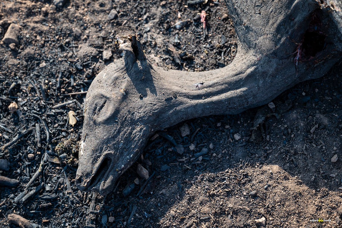 El fuego lo devora todo. Estos días el desastre ecológico que vivimos en mi entorno es dantesco
Qué más decir. Mejor nada 😞