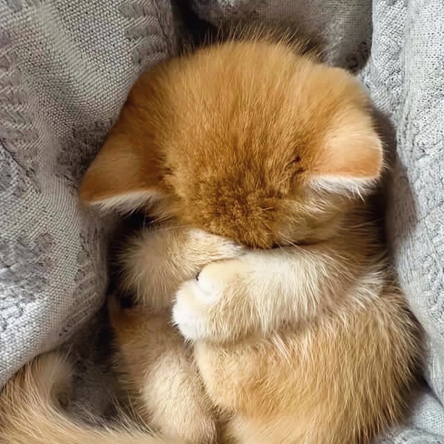 smol silly cat tweet media