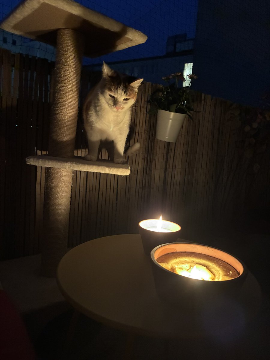 I’m now reading the flames to make my predictions 🔮😹 #mysticalice #hedgewatch