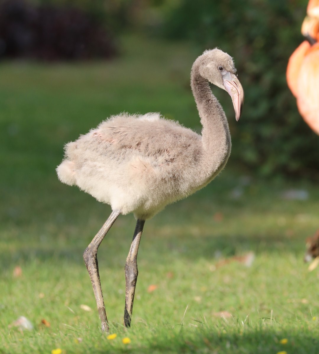 Does Frankie have pink feathers beginning to show already?
What do you think?
Photograph by Director Alison