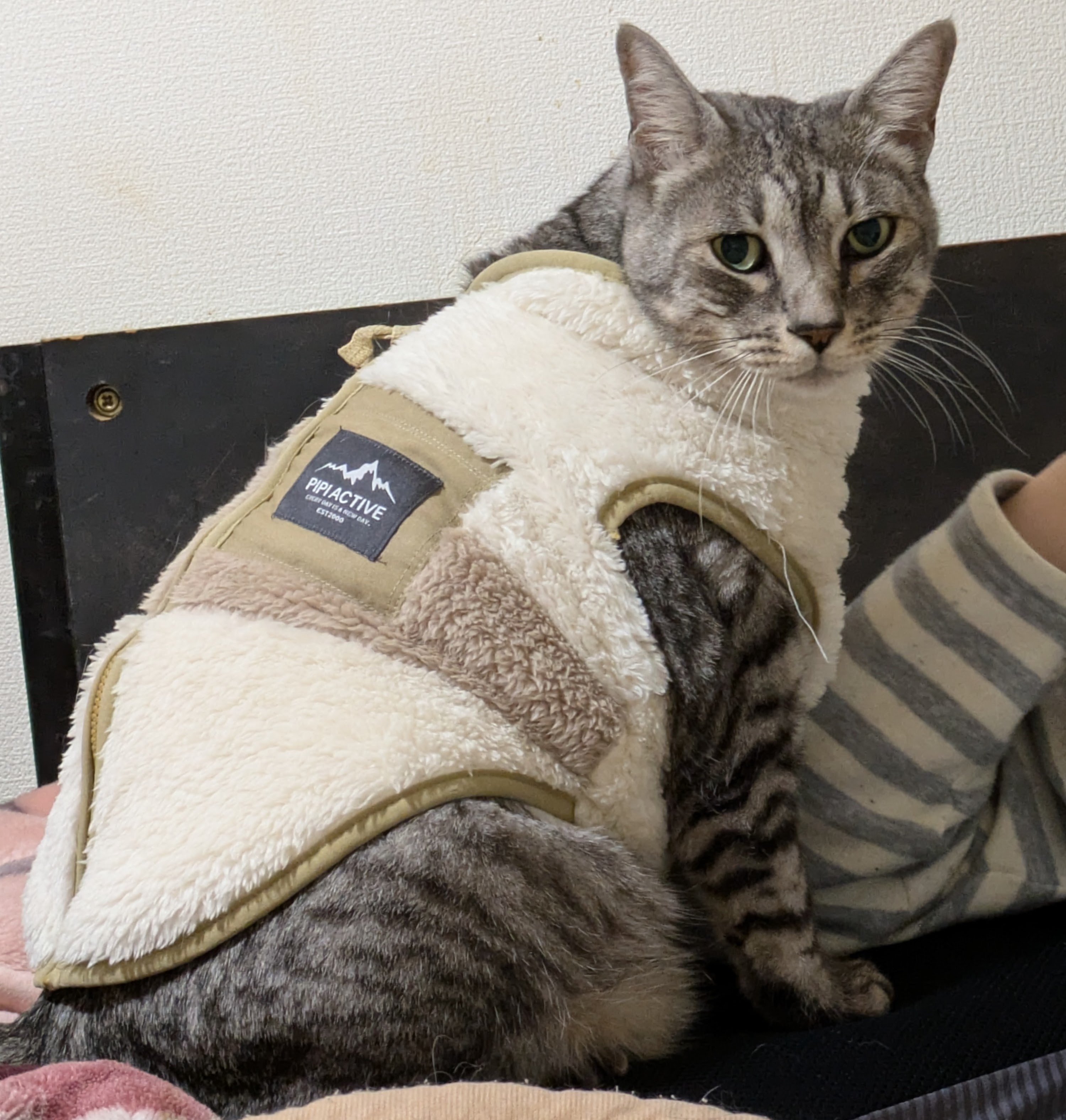 猫の腎臓・シニアケア｜獣医師 やまけん（江東区 ZEROどうぶつ