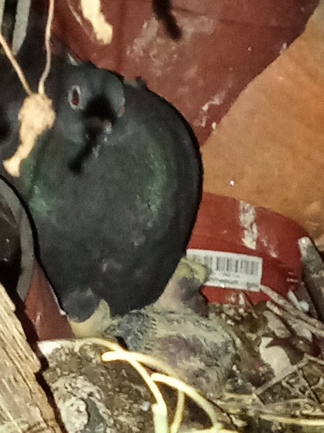 QuiReve1501ph's tweet image. #Tauben 🕊️
#Taubennest 🪺
#Gratulation 🐣