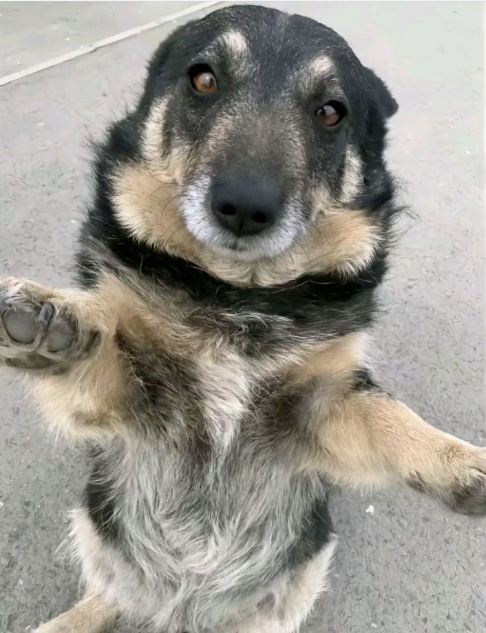 Do you think im beautiful ?🐾