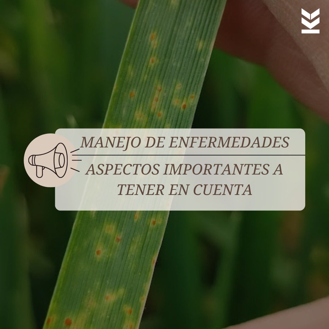 MANEJO DE ENFERMEDADES 🔎

- Monitorear semanalmente 
- Evaluar incidencia y severidad
- Considerar susceptibilidad genética y futuras precipitaciones
- Diferenciar enfermedades de acuerdo a los síntomas
- Combinar múltiples modos de acción

#kleinsemillas