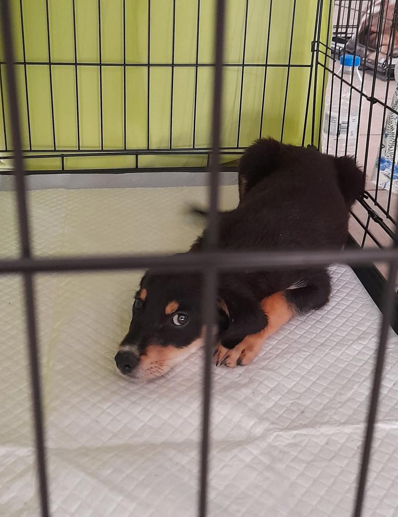 elinampounia's tweet image. Οι εθελοντές τον έσωσαν, ας τους βοηθήσουμε να βρεθεί υιοθεσία για το λουκουμακι.
Είναι το λιγότερο που μπορούμε να κάνουμε. Ούτε δύο μηνών ❤️ 
Πάτρα αλλά μεταφέρεται.