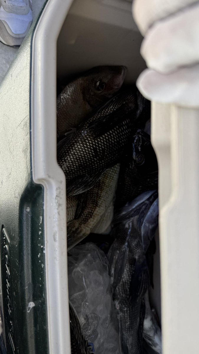 kiss_bernard_'s tweet image. I have to say, the fish I caught was delicious! 😋
#seafishing #outtosea