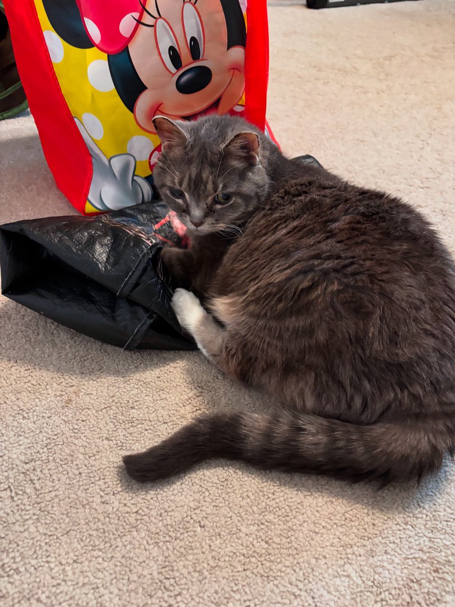 Happy golden birthday to my 15-years-young bestie! 😻 Kidney disease is no match for our marvelous Miss Molly. She’s still right here by my side, going strong! 🥰 #cat #cats #authorlife #catlife #catsoftwitter